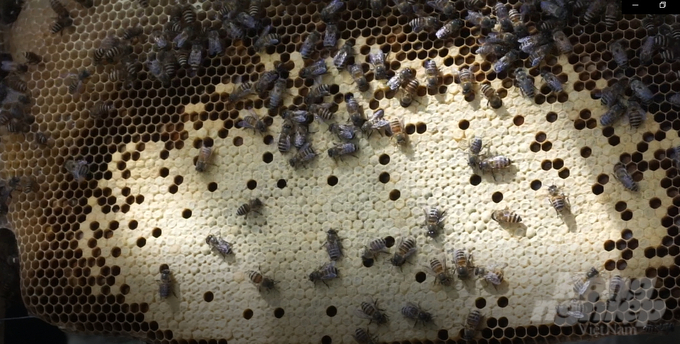 Nghề nuôi ong lấy mật rất phát triển tại xã Đa Lộc. Ảnh: Quốc Toản.