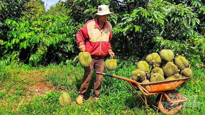 Lợi thế của sầu riêng Việt Nam là thu hoạch rải vụ quanh năm, nông dân có thể tính toán thời điểm cung ứng sản phẩm cho doanh nghiệp để có được giá mức giá tốt nhất. Ảnh: Kim Anh.