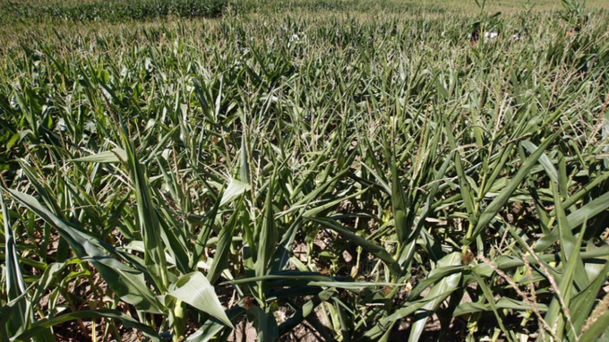 Agrochemical companies have long developed seeds designed to thrive in particular local conditions. Photo: JEAN-PIERRE MULLER AFP