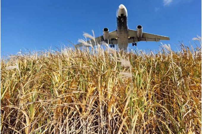 The study found that planting the grass miscanthus on 23.2 million hectares of existing marginal agricultural lands – land that often lays fallow or is poor in soil quality – across the United States would provide enough biomass feedstock to meet the liquid fuel demands of the U.S. aviation sector fully from biofuels, an amount expected to reach 30 billion gallons/year by 2040.