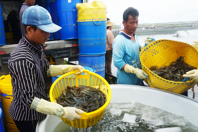 The shrimp farm of CBTP Sao Ta Joint Stock Company during the harvesting process. Photo: Huu Duc.