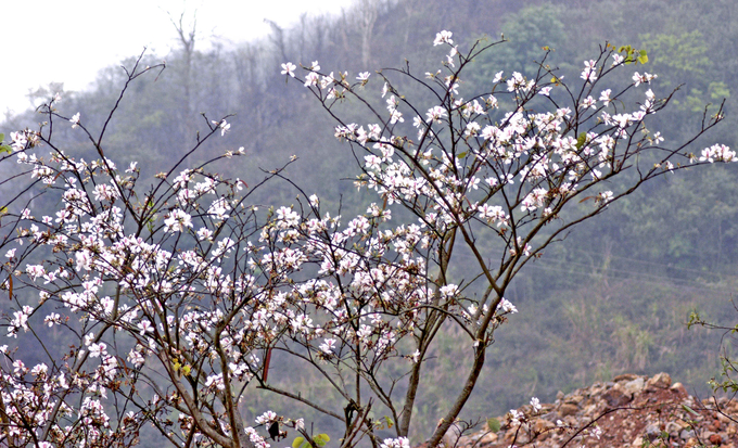 Forest resources in Nghe An and the entire North Central region will be effectively exploited if there is a proper hi-tech applied forestry zone.