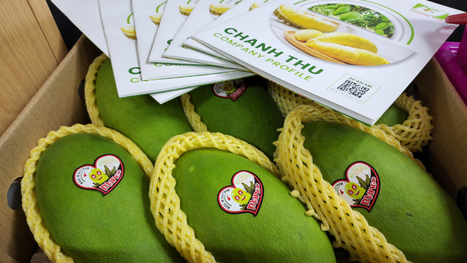 Mango is a key fruit product of Can Tho city with great potential for export to the US market. Photo: Kim Anh.