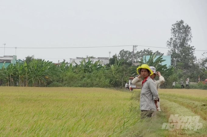 Rice production accounts for up to 50% of greenhouse gas emissions in the agricultural sector. Photo: Son Trang.