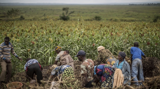 Applying manure to a maize field in Rwanda.