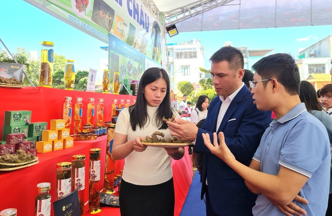 Lai Chau ginseng caught the attention of consumers as well as investment units. Photo: CH.