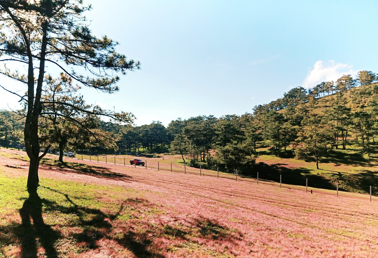 Mùa hội cỏ hồng Lang Biang lần thứ 4 – năm 2022 sẽ diễn ra vào ngày 19/11 tại Đồi cỏ hồng thuộc tiểu khu 112A (khu vực Đan Kia – Suối Vàng).