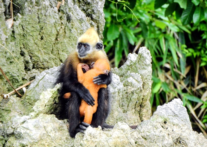 It is difficult to conserve the rare Cat Ba langur and develop tourism at the same time. Photo: Dinh Muoi.