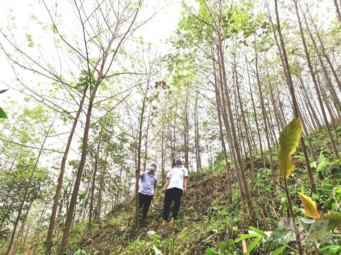 Kinh tế rừng đang ngày càng được khẳng định vai trò ở Tuyên Quang. Ảnh: Đào Thanh.