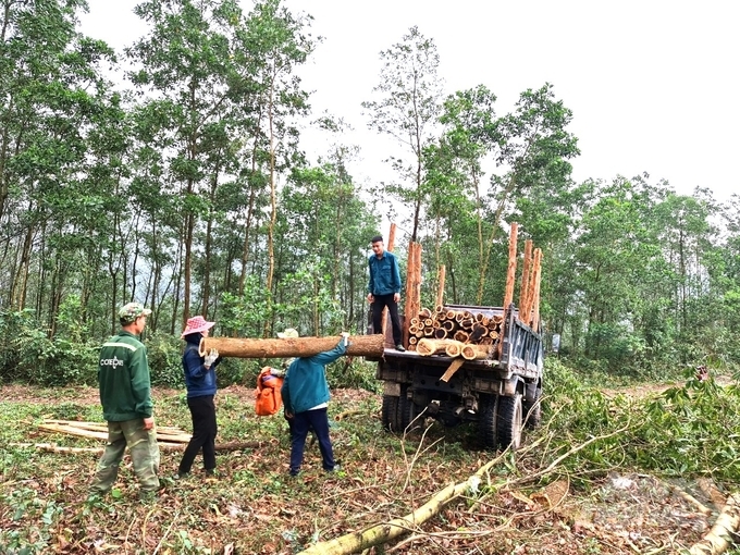 Nhiều địa phương ở Tuyên Quang thu về hàng trăm tỷ đồng từ rừng mỗi năm. Ảnh: Đào Thanh.