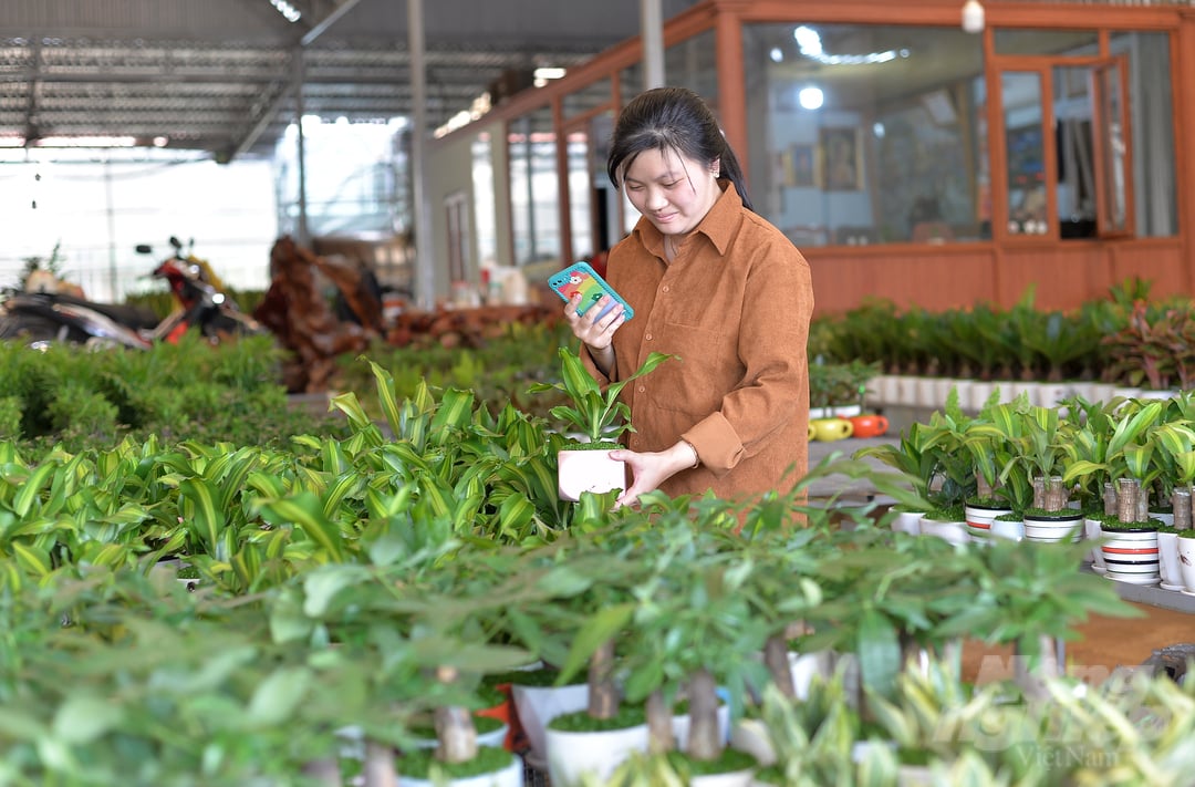 Ngoài việc cung ứng cây, hoa trang trí cho thị trường trong nước, gia đình bà Vũ Thị Thu cũng đạt được các hợp đồng xuất khẩu qua Campuchia, Singapore.  