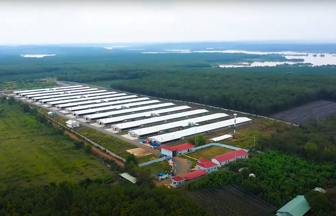 An industrial chicken farm in Binh Phuoc. Photo: Tran Trung.