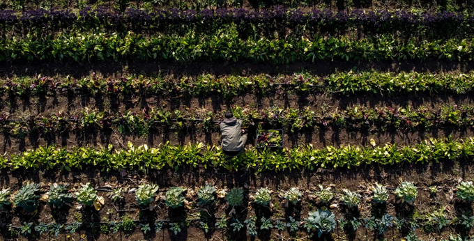 Hệ thống nông nghiệp hiện tại cần phải thay đổi để vừa đạt mục tiêu an ninh lương thực vừa bền vững môi trường. Ảnh: Getty Images