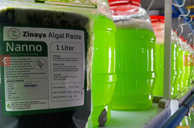 This microalgae product, developed by Kamino Algae Technologies Inc., offers an alternative feed for hatcheries, allowing them to continue their production amid unpredictable weather conditions.