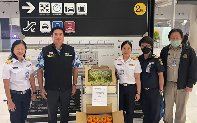 Hồng và nho tươi là hai trong số những loại trái cây thường bị giới chức hải quan Thái Lan bắt giữ, tịch thu do người dân và du khách mua về làm quà không rõ nguồn gốc.