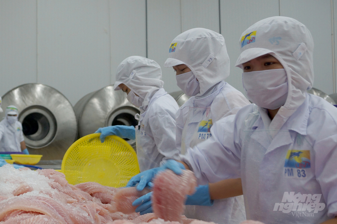 Vietnam's pangasius exports to the EU in 2022 increased sharply thanks to the EVFTA Agreement. Photo: Thanh Son.