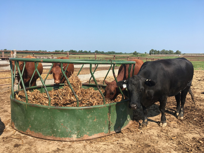 On average, when given a bale of corn residue in a round bale feeder, cows only ate about 1.2% of their body weight.