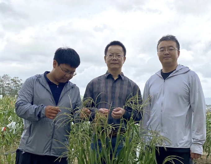 Nhóm nghiên cứu của nhà khoa học Wu Yongrui bên một ruộng ngô trồng thí điểm ở Tam Á, tỉnh Hải Nam. Ảnh: The Paper