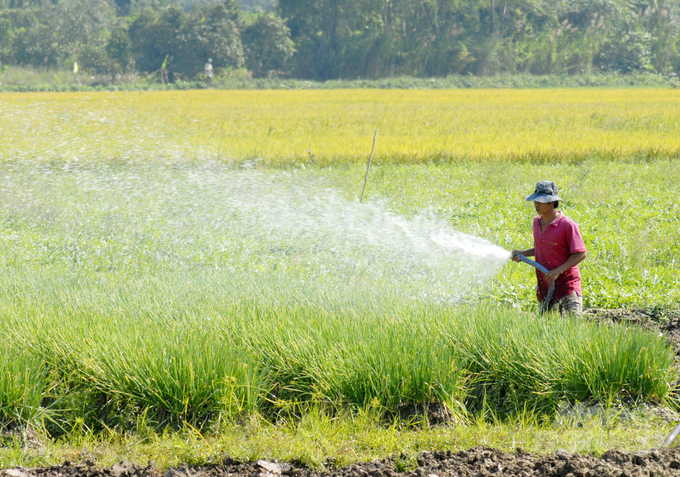 Kinh tế nông nghiệp tuần giúp giảm tác động của biến đổi khí hậu tại ĐBSCL. Ảnh: Lê Hoàng Vũ.
