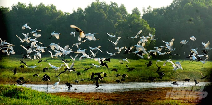 Vườn quốc gia Tràm Chim trở thành khu Ramsar thứ 4 của Việt Nam. Ảnh: Lê Hoàng Vũ.