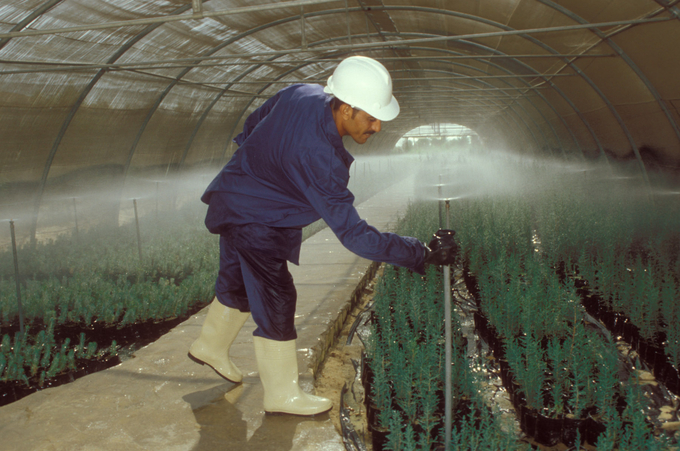 Nursery worker adjusting sprinkler irrigation system in a greenhouse of cypress seedlings, Egypt. Photo: FAO/Rosetta Messori