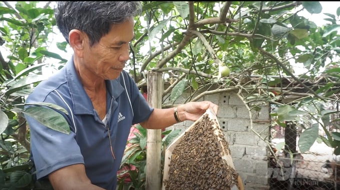 Nghề nuôi ong giúp gia đình ông Trái thu nhập từ 60-70 triệu đồng/năm. Ảnh: Quốc Toản.