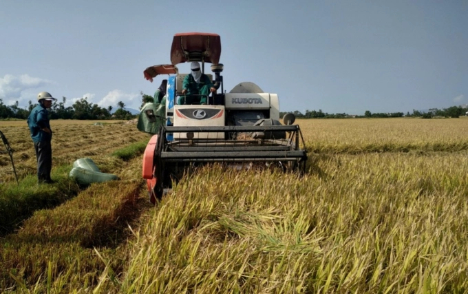 Nông dân cần sử dụng giống lúa xác nhận gieo sạ, áp dụng tiến bộ kỹ thuật trong sản xuất để giảm chi phí đầu vào. Ảnh: KS.