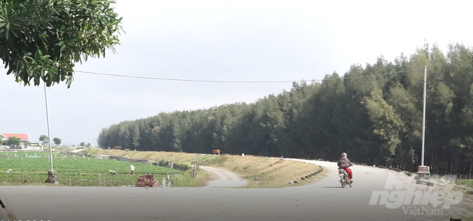 Xã Đa Lộc có hàng trăm ha rừng ngập mặn và phi lao chạy ven chân đê. Đây là điều kiện để địa phương phát triển nghề nuôi ong. Ảnh: Quốc Toản.
