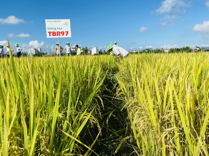 Công ty TNHH ThaiBinh Seed –Miền Trung-Tây Nguyên đưa giống lúa chất lượng cao trên đồng đất tỉnh Phú Yên. Ảnh: HH.