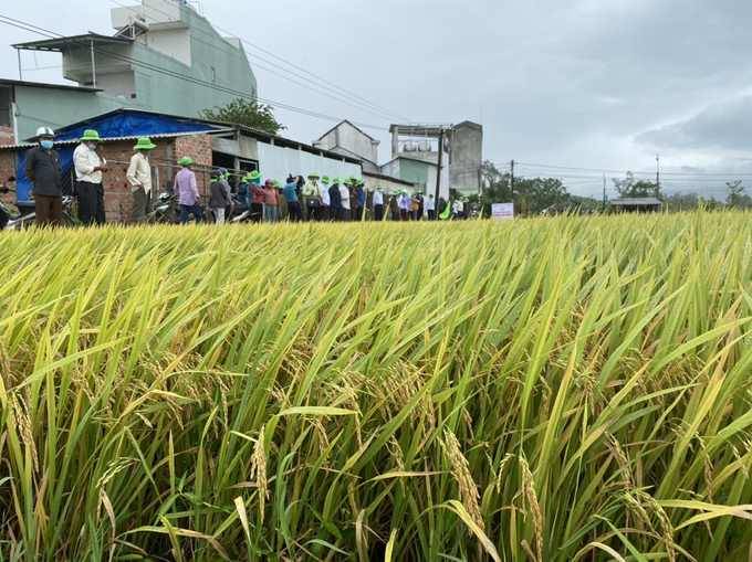 Tỉnh Phú Yên sử dụng giống lúa xác nhận để sản xuất chưa đạt kỳ vọng đề ra. Ảnh: HH.