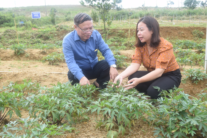 Dr. Tran Thi Lien and Mr. Nguyen Van Khang, Head of Traditional Medicine and Pharmacy Practice Management Department under Department of Traditional Medicine and Pharmacy, perfoming inspection of BIDIPHAR's traditional dong quai farm in An Toan commune, An Lao district, Binh Dinh. Photo: V.D.T.