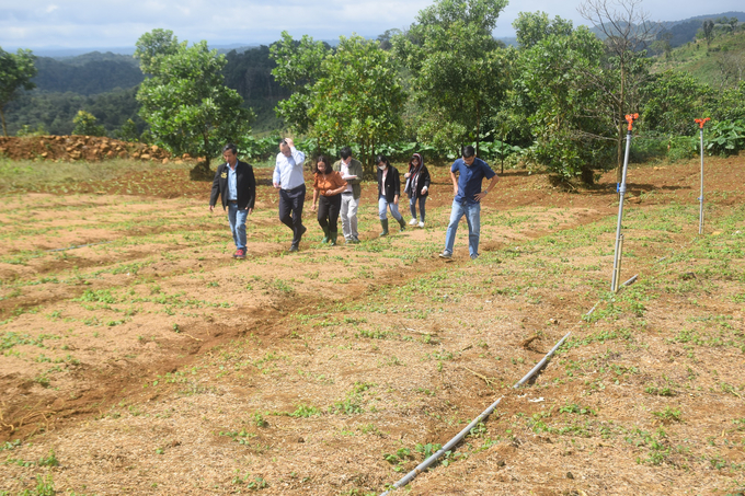 The delegation of the Department of Traditional Medicine and Pharmacy under the Ministry of Health perfomring inspection of BIDIPHAR's Vietnamese ginseng growing area in An Toan commune, An Lao district, Binh Dinh. Photo: V.D.T