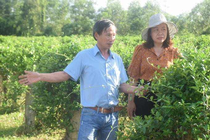 The delegation performing inspection of the Gymnema Sylvestre growing area in An Tan commune, An Lao district, Binh Dinh. Photo: V.D.T