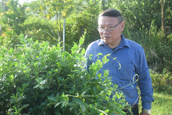 Dr. Nguyen Van Khang affirmed that An Lao district has great potential to develop medicinal plants. Photo: V.D.T