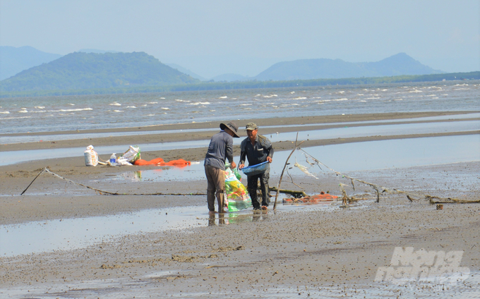 Người dân tham gia khai thác nhuyễn thể hai mảnh vỏ khi thủy triều rút xuống tại vùng biển ven bờ tại huyện Kiên Lương. Ảnh: Trung Chánh.