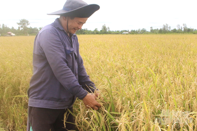 Tìm giải pháp cho cây lúa để nông dân ĐBSCL có lợi nhuận tăng cao. Ảnh: Hữu Đức.