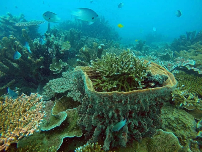 Some tropical reefs can contain 1,000 different species per m2.