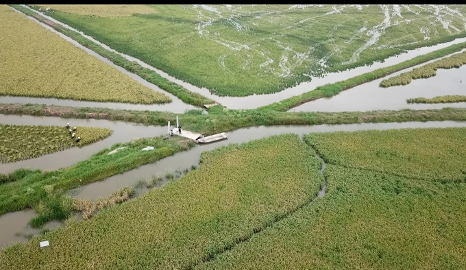 TP Hải Phòng hiện có khoảng 2.000ha diện tích sản xuất lúa tại các vùng cửa sông, ven biển, rất thích hợp để phát triển hình thức canh tác lúa - rươi kết hợp. Ảnh: Đinh Mười.