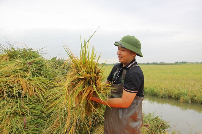 Mô hình lúa rươi sẽ mang lại những sản phẩm nông sản hữu cơ và đảm bảo chi phí thấp nhất có thể. Ảnh: TL.