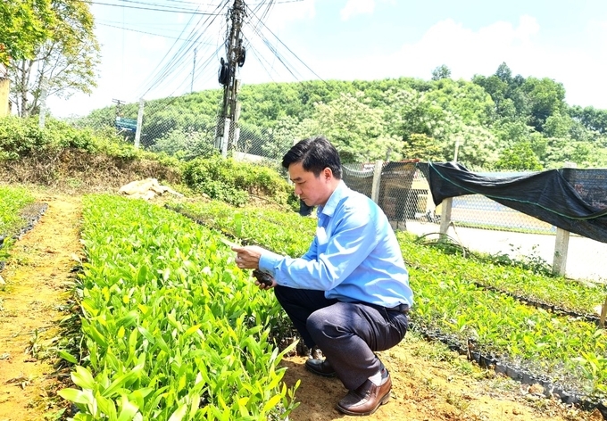 Hiện nguồn giống cây lâm nghiệp ngày càng được đảm bảo hơn để phục vụ công tác trồng rừng tại Tuyên Quang. Ảnh: Đào Thanh.