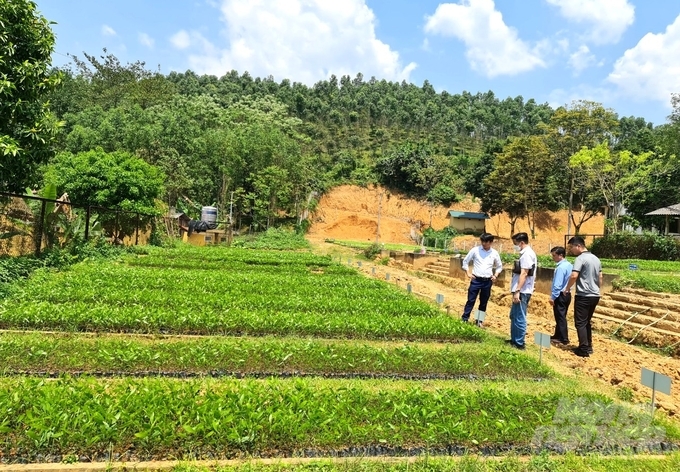 Thực hiện Nghị quyết 03, trung bình mỗi năm tỉnh Tuyên Quang hỗ trợ cây giống lâm nghiệp đảm bảo trồng 2.000ha rừng chất lượng cao. Ảnh: Đào Thanh.