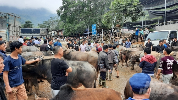 Chợ Nghiên Loan, chợ trâu, bò lớn nhất miền Bắc có mức giao dịch chỉ bằng 50% so với trước khi có dịch Covid-19 vào năm 2020. Ảnh: Toán Nguyễn.