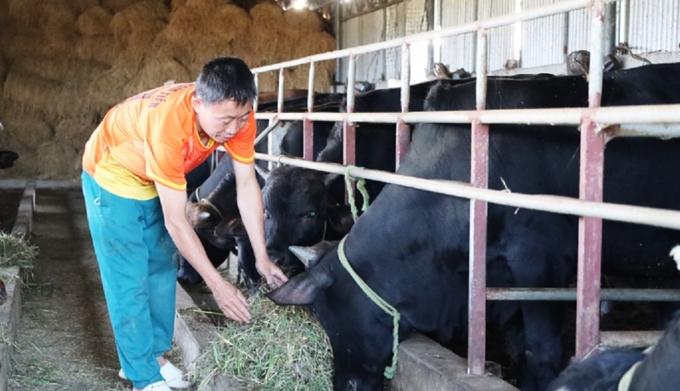 Hiện anh Đặng Đình Lương là hộ nuôi bò 3B nhiều nhất trong HTX, các thành viên còn lại nuôi từ 3 đến 10 con/hộ. Ảnh: TN.