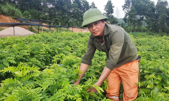HTX Lâm nghiệp Bền vững Ba Chẽ là một trong những cơ sở cung cấp giống cây trồng rừng chất lượng cao. Ảnh: Nguyễn Thành.