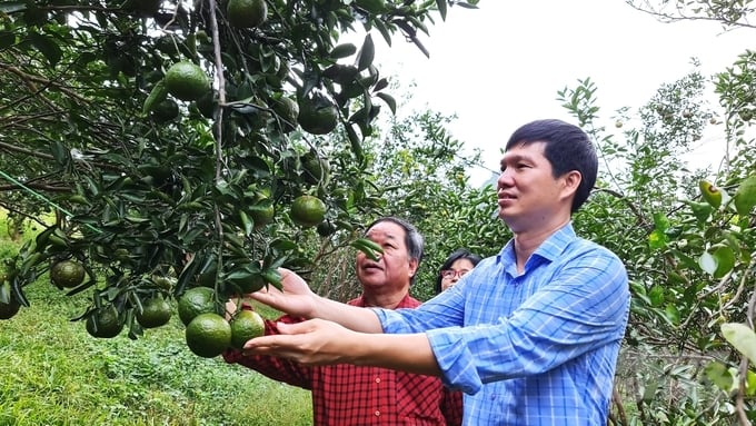 Growing organic oranges for many gardeners in Ham Yen earns more than 100 million VND/year.  Photo: Dao Thanh.