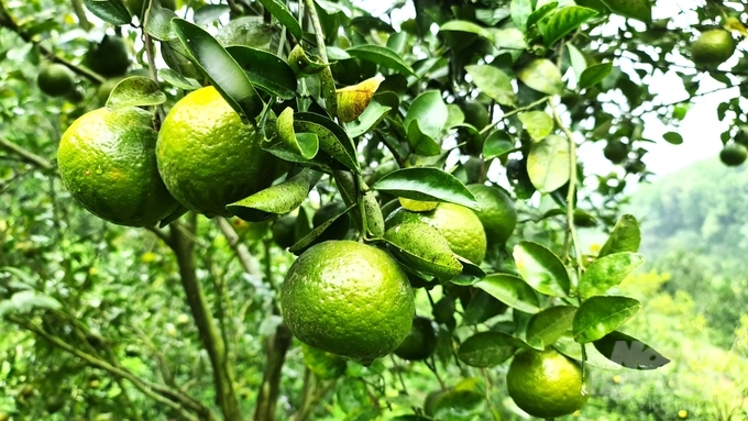 Currently, Ham Yen district has 22.6 hectares of organic oranges.  Photo: Math Nguyen.