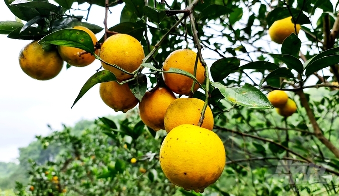 Compared to the conventional model of growing oranges, organic oranges are not as beautiful but sweeter and twice as expensive.  Photo: Dao Thanh.