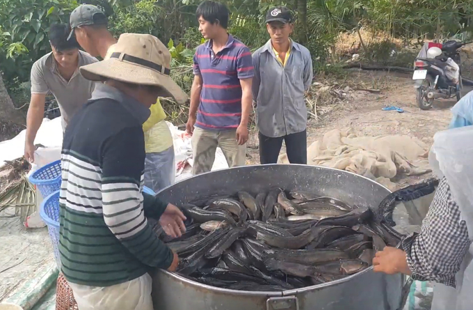 Năm 2021, anh Bình đã kiếm thêm hàng trăm triệu đồng nhờ thả gần 10 ngàn con cá lóc nuôi cùng cá thiên nhiên. Ảnh: Nguyễn Thủy.