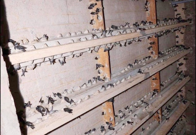 There should be in-depth research topics on hatching techniques, migration techniques, and techniques for artificially raising swiftlets. Photo: H.Binh.