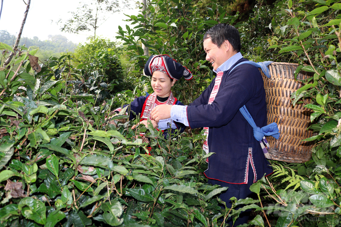 Toàn tỉnh Hà Giang có hơn 1.500ha chè đạt tiêu chuẩn hữu cơ quốc tế. Ảnh: Toán Nguyễn.